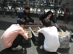 土の再利用のため球根や根を取り除いています