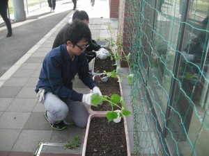 きゅうりの苗を植えています